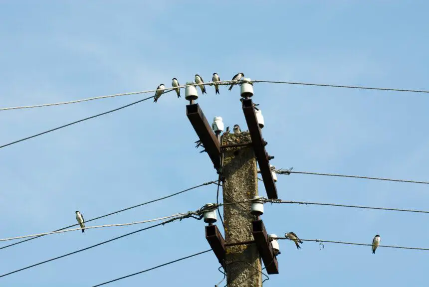 Electricity Restored Following Bird Contact with Power Lines
