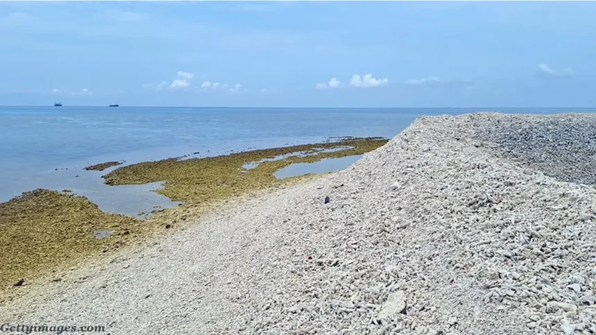 Environmental Concerns Rise as Dead Corals Pile Up Near Pag-asa Island