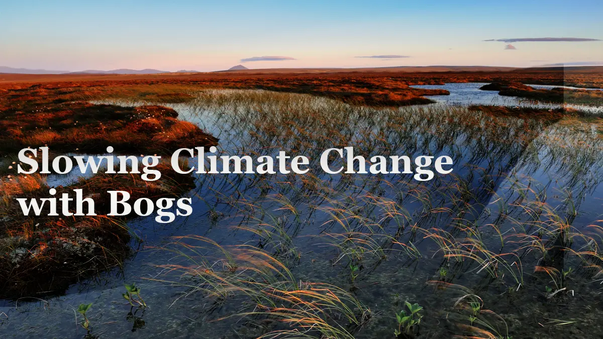 Peatlands: The Unsung Climate Saviors We Must Protect